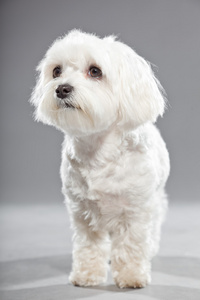 可爱白色年轻 malteser 狗。工作室拍摄