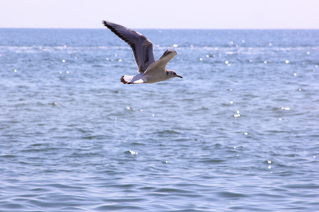 海鸥飞