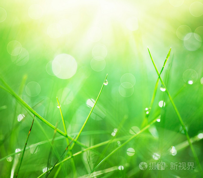 清晨的露珠草滴眼液特写.抽象的自然背景