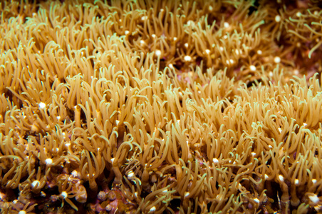 在水族馆的海葵字段