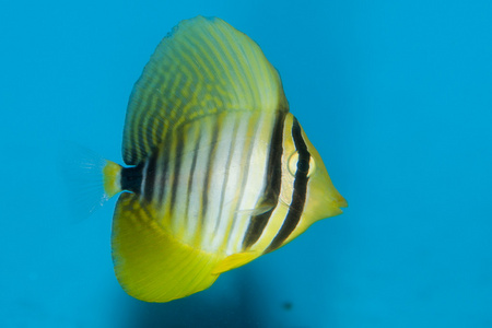 desjardini sailfin 邓在水族馆