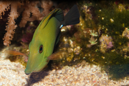 在水族馆斯科帕斯唐