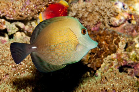 在水族馆斯科帕斯唐