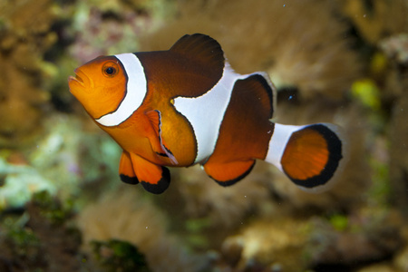 在水族馆中的小丑鱼