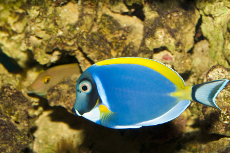 蓝色粉末邓在水族馆