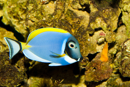 蓝色粉末邓在水族馆