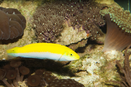 在水族馆中的黄色和紫色苏眉