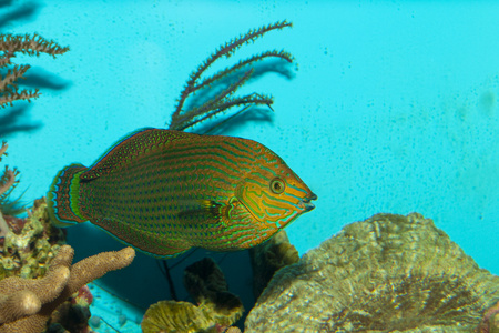 在水族馆的斗室苏眉