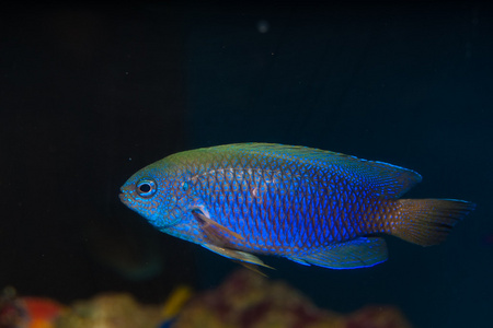 艾伦斯或霓虹灯热带鱼