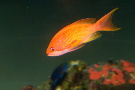 anthias 在水族馆的鱼