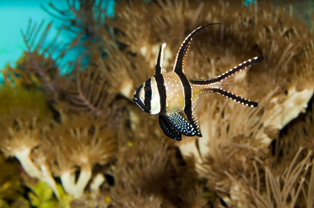 考德恩的 Cardinalfish 在水族馆