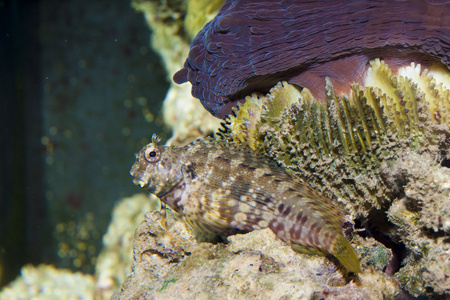 剪草机在水族馆的鱼