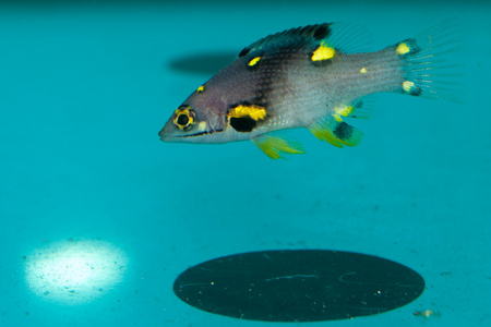 在水族馆热带鱼