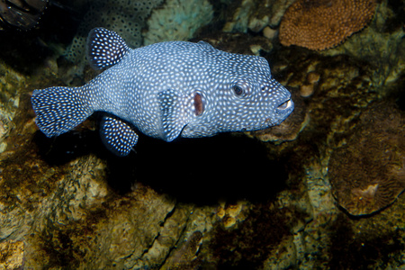 潜水 沧海 水族馆 水下 珍珠鸡 海洋 水机