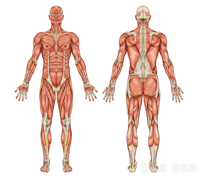 男性肌肉系统-后和前视图-全身的解剖