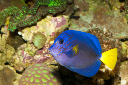 在水族馆的紫色唐