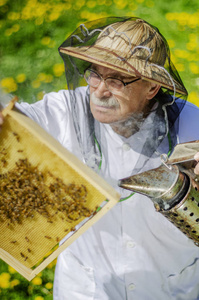 春季蜂房高级 apiarist 检查