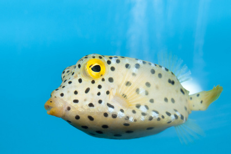 在水族馆中的多维数据集黄色鱼