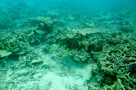 美丽的珊瑚礁和水下白沙的看法。美丽的风景背景。马尔代夫, 印度洋