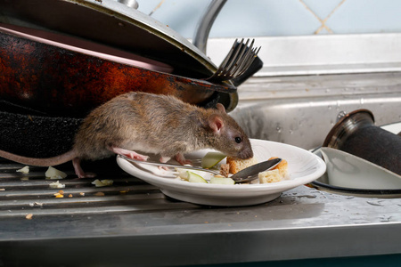 特写小鼠 褐 嗅到厨房水槽上盘子里的剩饭剩菜。在公寓里和啮齿动物打架。灭绝照片