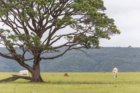 塞拉多牧场上的一棵大树, Chapada dos Veadeiros, 戈亚斯州, 巴西中部