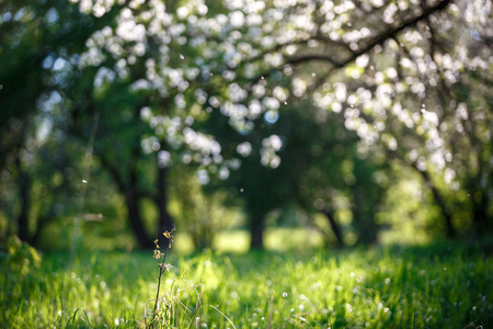 俄罗斯苹果园开花苹果树白巷