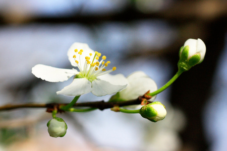 特写树开花