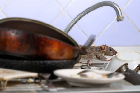特写小鼠 褐 爬上厨房水槽里的脏盘子。两个老平底锅和一个板块在前景。小自由度焦点只放在老鼠身上照片