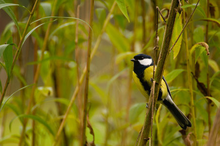 parus 主要