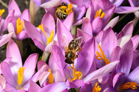 蜜蜂是由花蜜收获的, 花粉的番红花花紫罗兰
