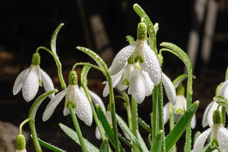 Galanthus。雪花莲在清晨露水的水滴中, 阳光照耀下