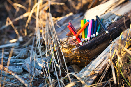 在森林中的彩色的铅笔
