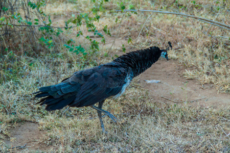 孔雀 Uda Walawe 国家公园, 斯里兰卡