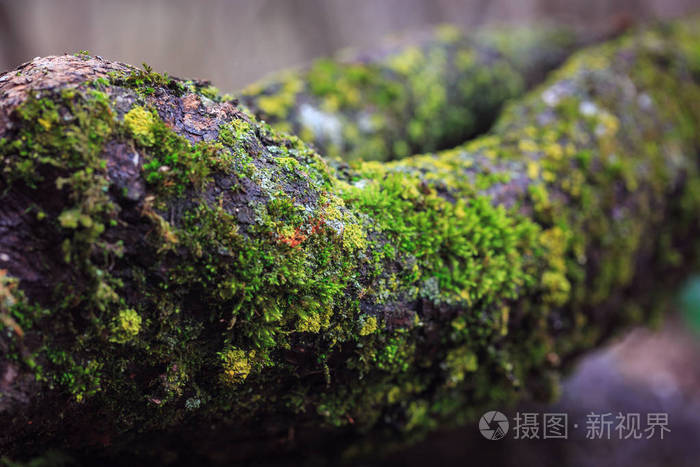 树的树枝上布满苔藓, 蘑菇在春天的森林里.宏观
