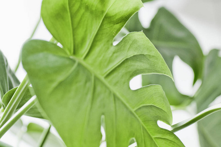 热带, 植物自然照片花卉元素。龟背竹, 棕榈叶等。热带叶子