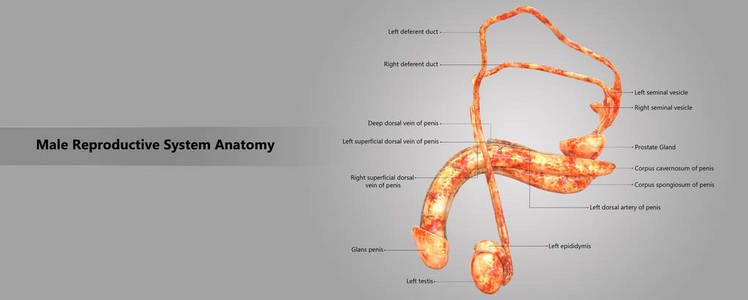 3d男性生殖系统解剖示意图