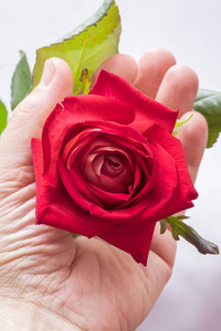 一个男人手里拿着一朵红玫瑰, 象征着爱。男人给花