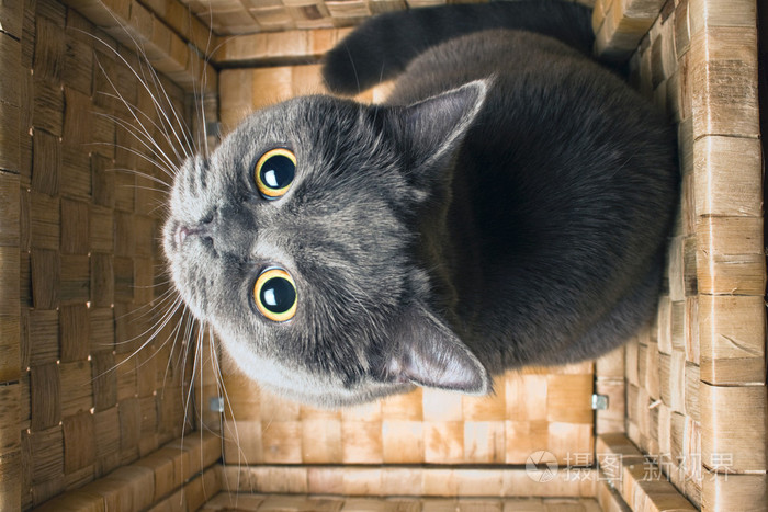 灰猫英国品种
