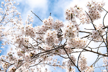 美丽的樱花樱花在春天的时候，在蓝蓝的天空