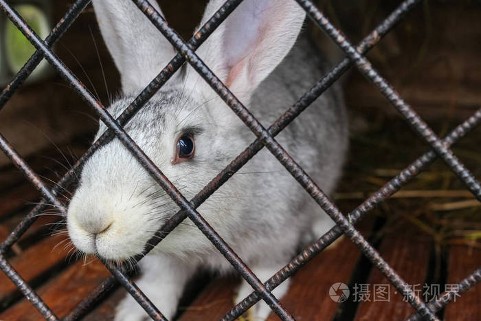 白兔特写在笼子里