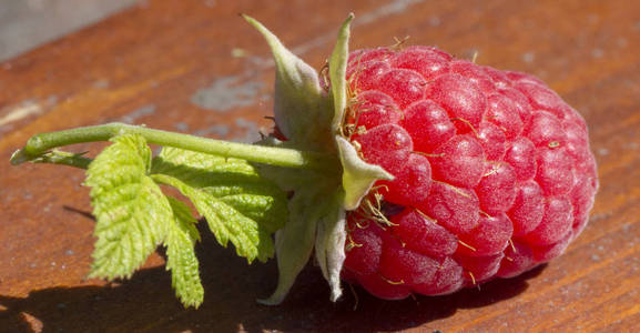 撒树莓浆果在一个绿色的树枝上, 在一个温暖的夏天天