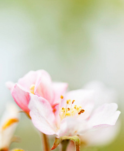 春季开花苹果树的背景