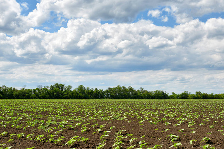 农业领域与幼芽, 绿色植物在黑土壤和美丽的天空