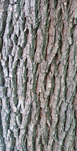 木本树皮的灰色背景