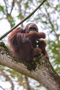 在新加坡动物园栖息地的猩猩图片