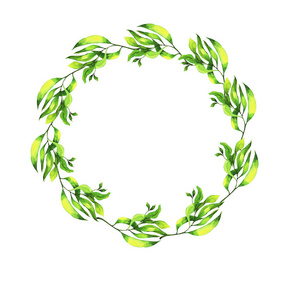 优雅的绿色树枝花圈被隔离在白色背景。手绘水彩插图