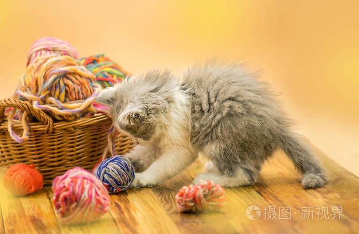 可爱的小猫咪.小猫玩毛线球