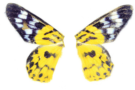 黄色的蝴蝶翅膀
