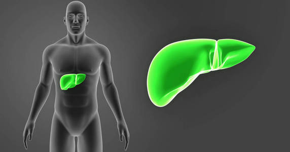 肝脏变焦与身体前视图