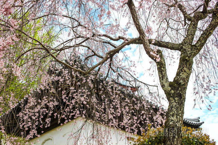 美丽的粉红色樱花樱花树与日本寺庙背景在宫岛岛广岛日本